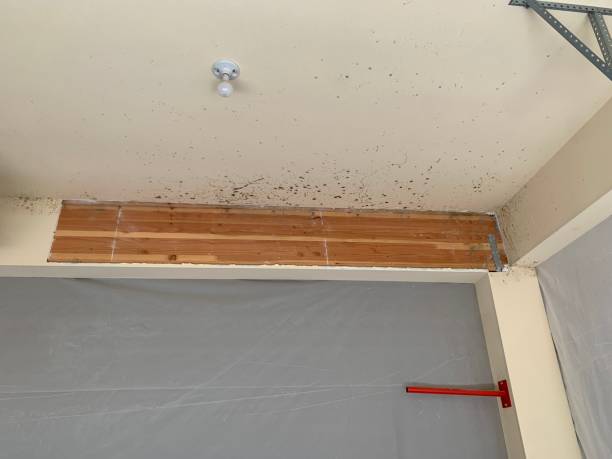 Biohazard Mold Removal in Bee Cave, TX